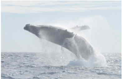 Wale, Klima, co2 Senke