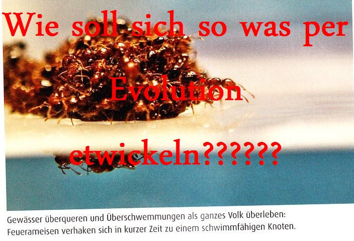 Ameisen Evolution Schpfung